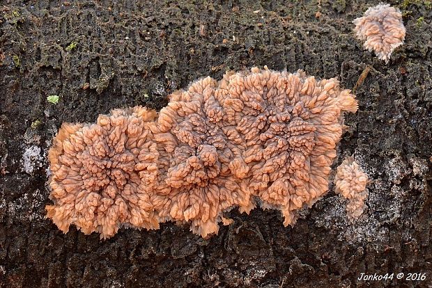 žilnačka oranžová Phlebia radiata Fr.