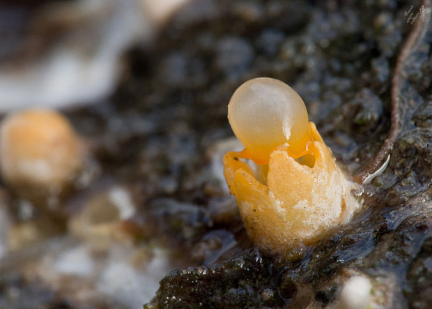 hrachovec hviezdovitý Sphaerobolus stellatus Tode