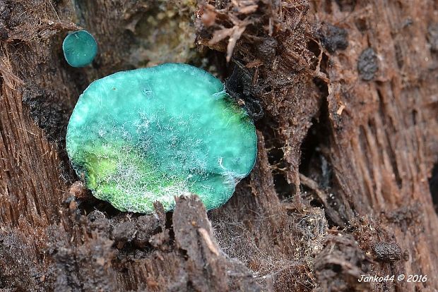 zelenica Chlorociboria sp.