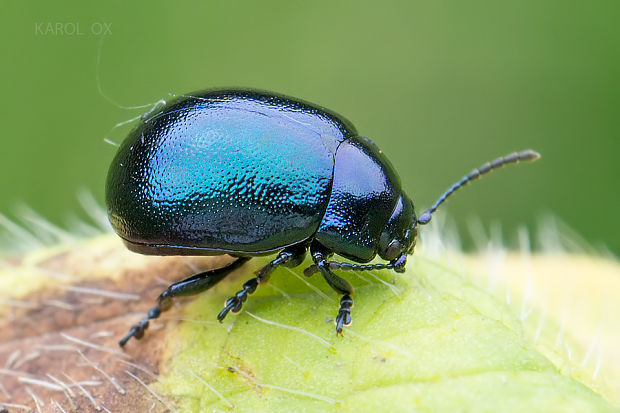 liskavka Chrysolina varians