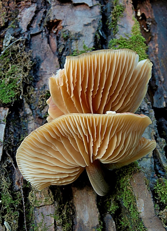 plamienka Flammulina sp.