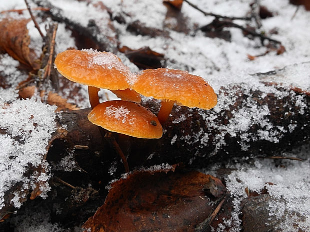 plamienka Flammulina sp.