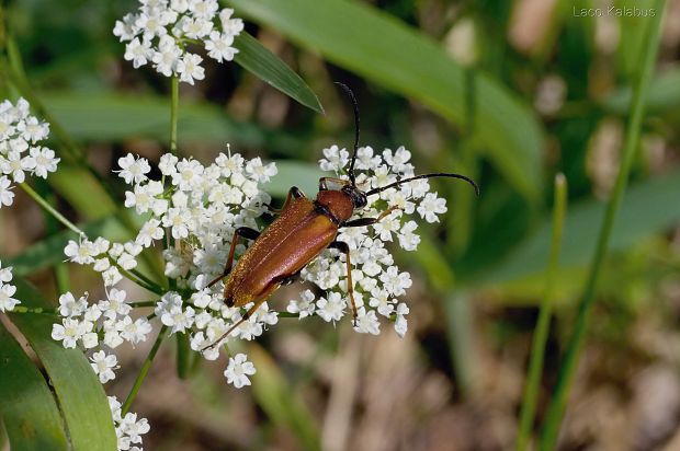 fúzač obyčajný  Stictoleptura rubra (Linnaeus, 1758)