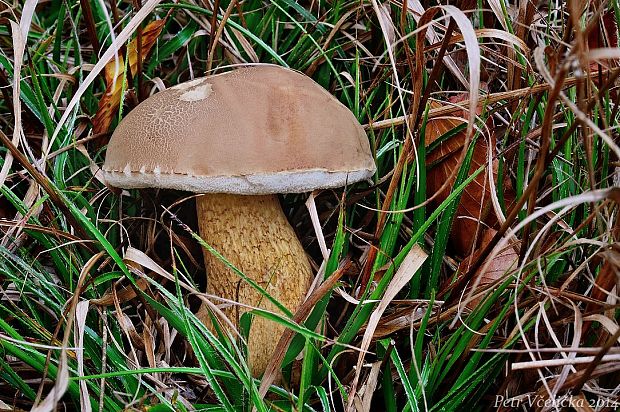 podhríb žlčový Tylopilus felleus (Bull.) P. Karst.