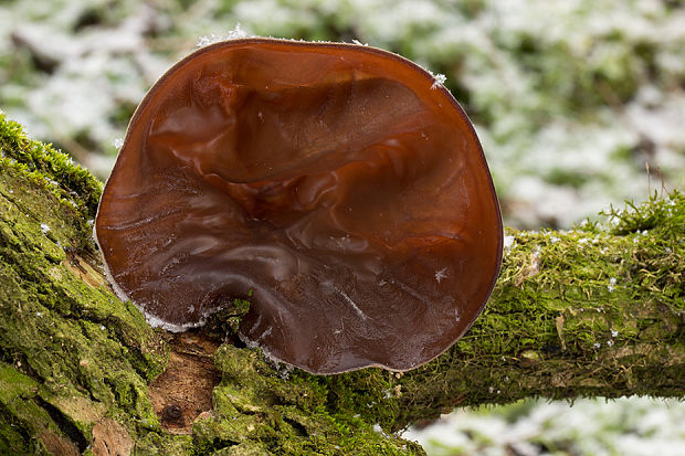 uchovec bazový Auricularia auricula-judae (Bull.) Quél.