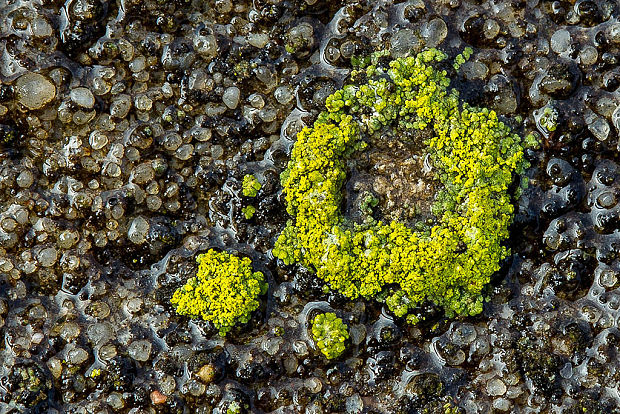 svietivček Candelariella sp. Müll. Arg.