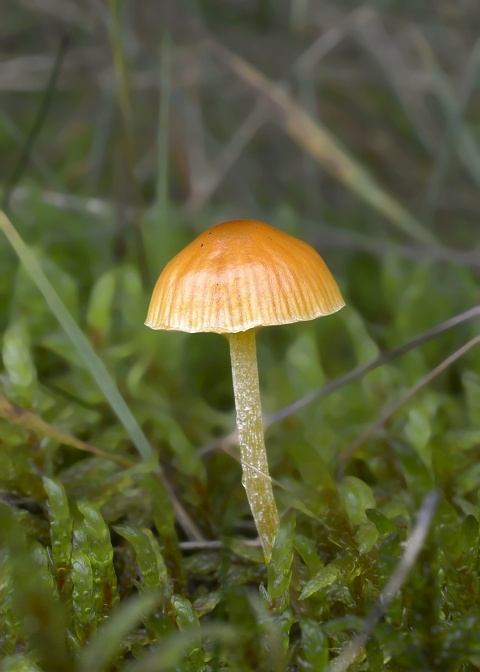 kapucňovka machová Galerina hypnorum (Schrank) Kühner