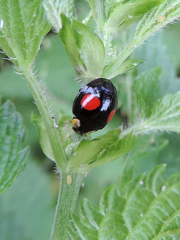 lienka / slunéčko východní Harmonia axyridis var. conspicua Faldermann, 1835