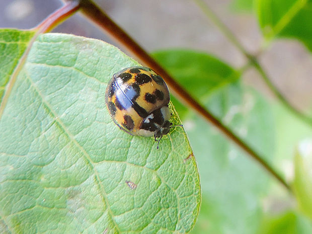 lienka / slunéčko východní Harmonia axyridis var. novemdecimsignata Faldermann, 1835