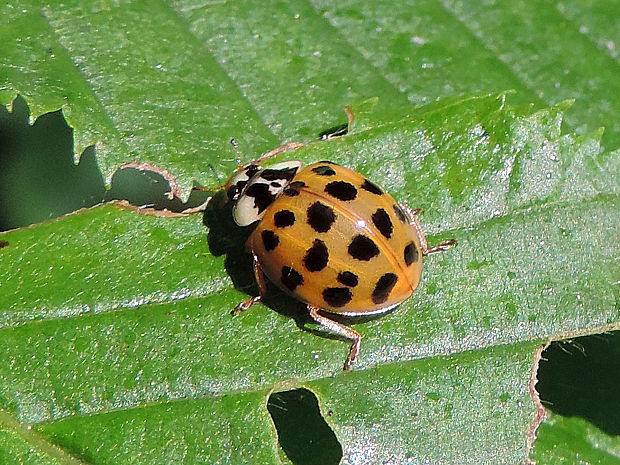 lienka / slunéčko východní Harmonia axyridis var. novemdecimsignata Faldermann, 1835