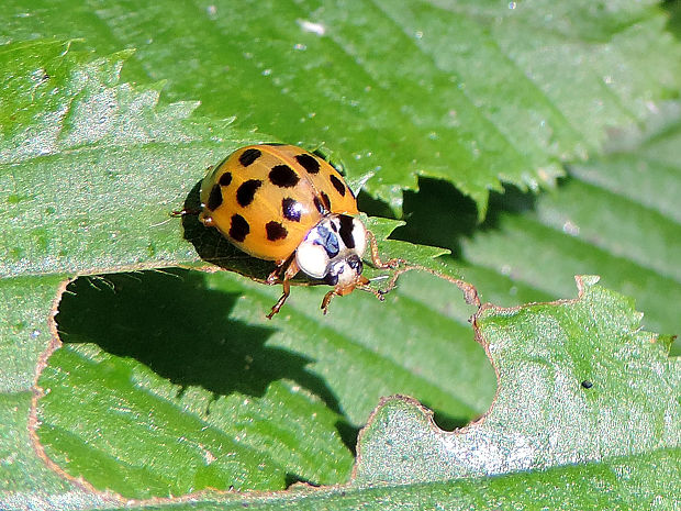 lienka / slunéčko východní Harmonia axyridis var. novemdecimsignata Faldermann, 1835