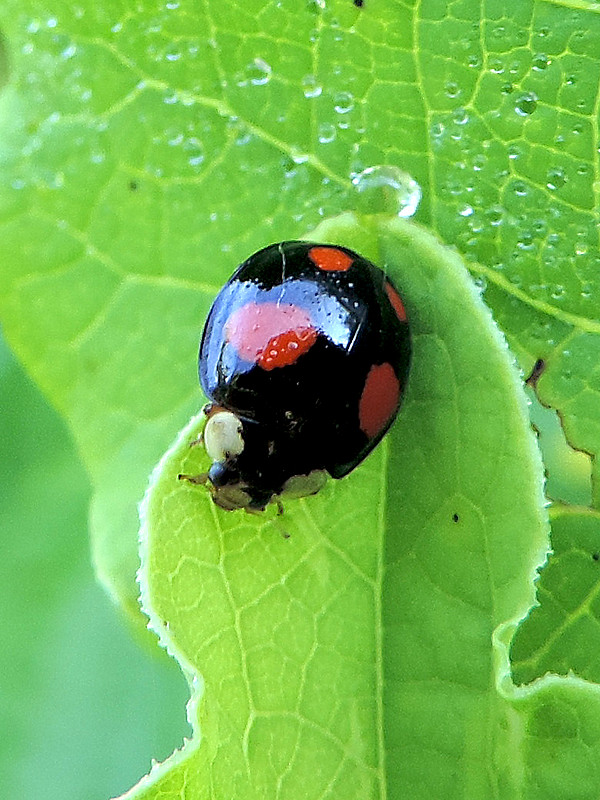 lienka / slunéčko východní Harmonia axyridis var. spectabilis Faldermann, 1835