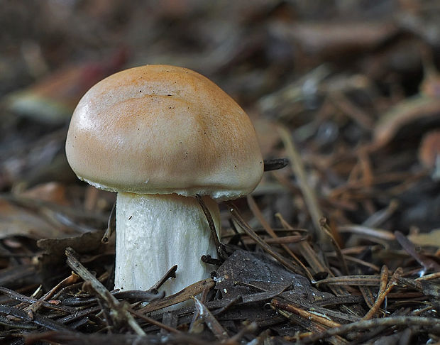 šťavnačka oranžová Hygrophorus abieticola Krieglst. ex Gröger & Bresinsky