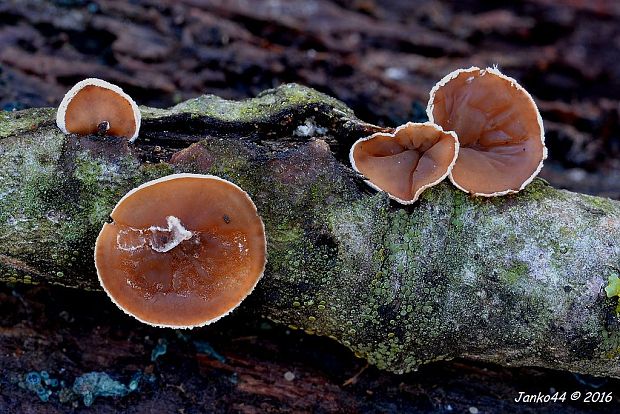 škľabka plstnatá Schizophyllum amplum (Lév.) Nakasone