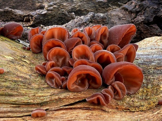 uchovec bazový Auricularia auricula-judae (Bull.) Quél.