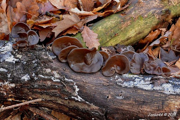 uchovec bazový Auricularia auricula-judae (Bull.) Quél.