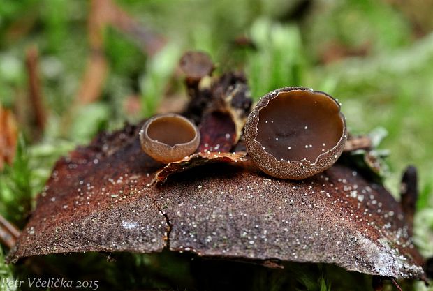 jahňadka hrdzavá Ciboria rufofusca (O. Weberb.) Sacc.