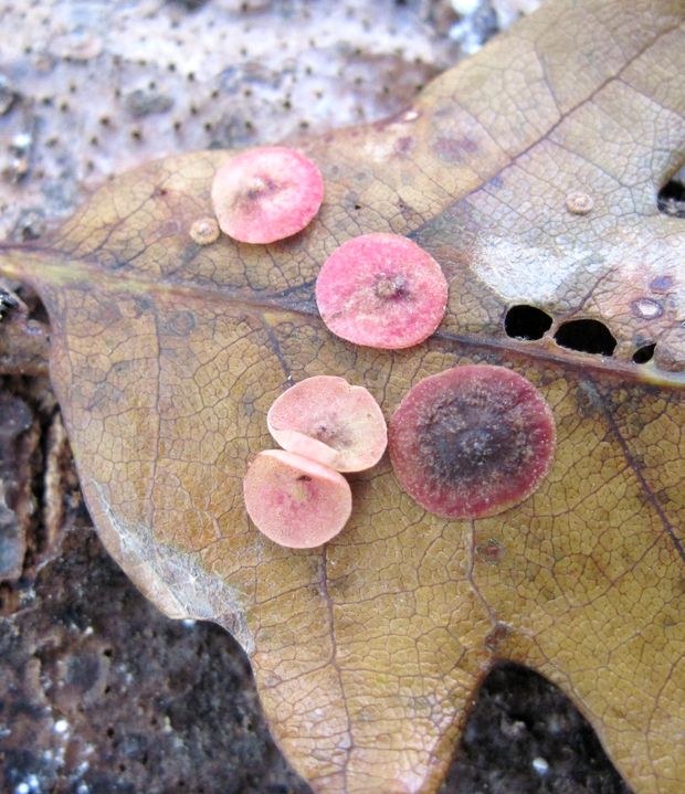 žlabatka hrášková Neuroterus quercusbaccarum L.