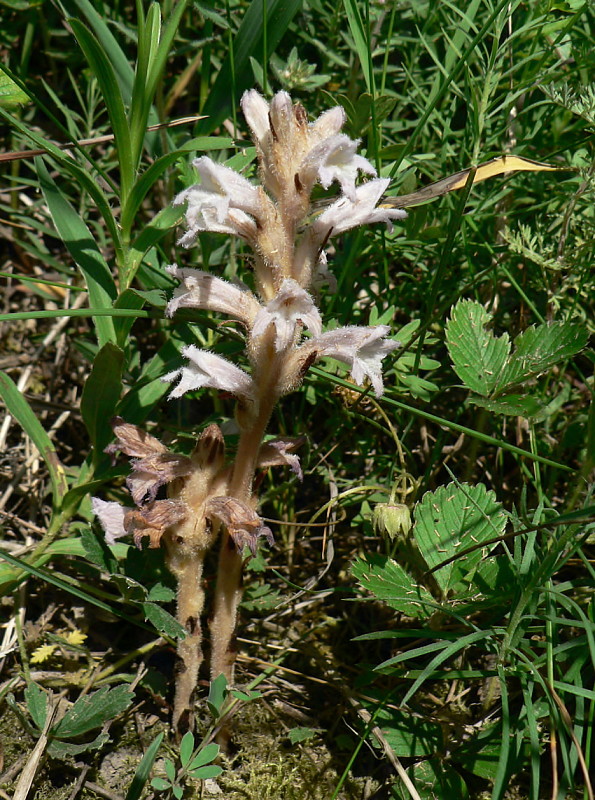 zárazovec sivý Phelipanche caesia (Rchb.) Soják