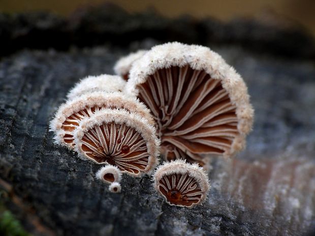 klanolupeňovka obyčajná Schizophyllum commune Fr.