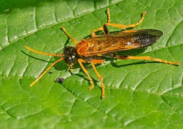 piliarka poľná Tenthredo campestris