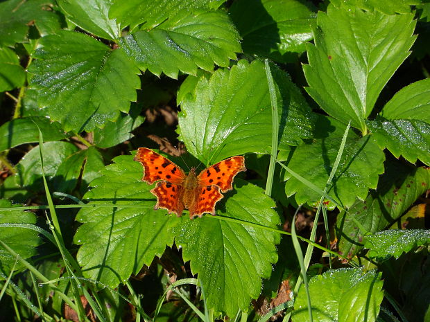 babôčka zubatokrídla  Polygonia calbum