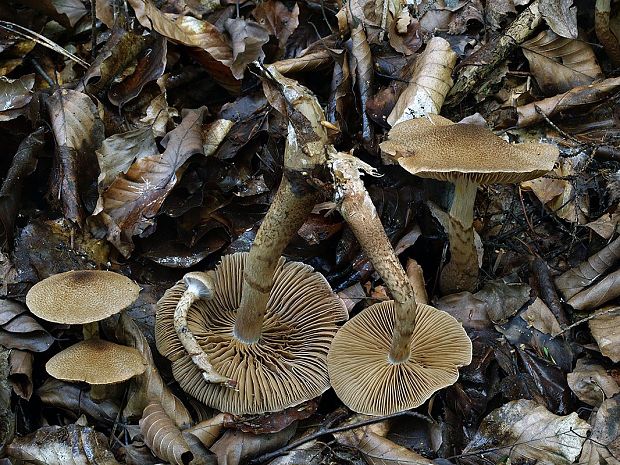 pavučinovec obrúčkatý Cortinarius pholideus (Lilj.) Fr.