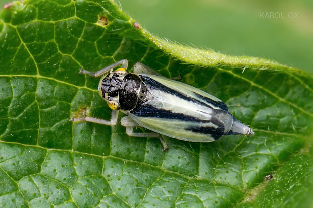 cikádka Evacanthus interruptus