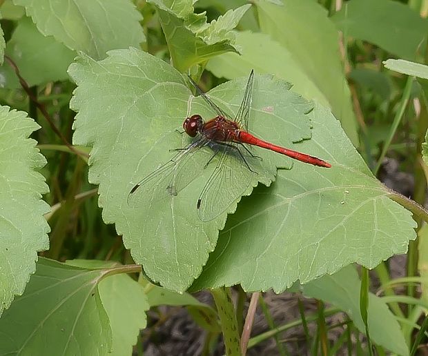 vážka červená Sympetrum sanguineum