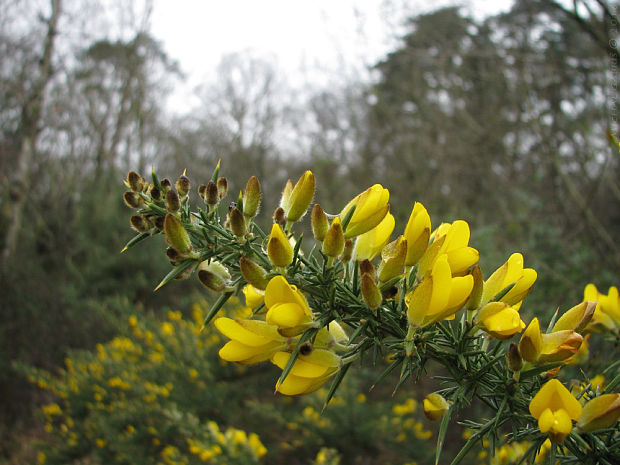 útesovec európsky Ulex europaeus L.