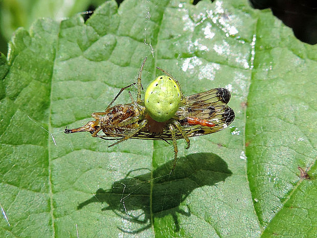 križiak zelený / křižák zelený ♀ Araniella cucurbitina  Clerck, 1757