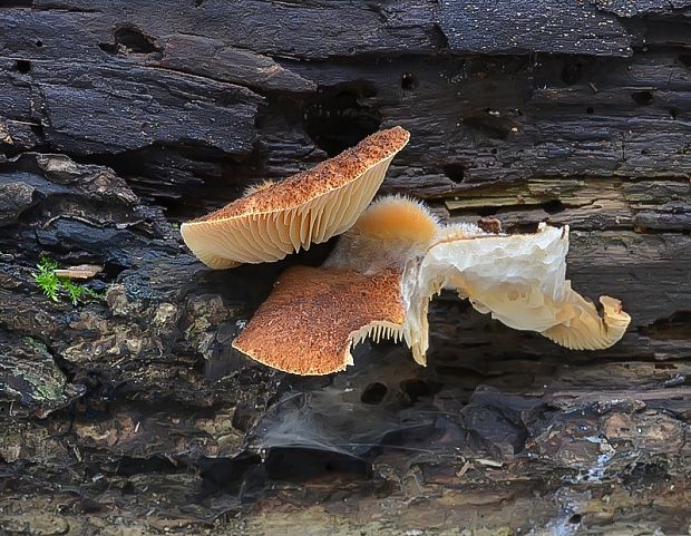 pahliva šafranová Crepidotus crocophyllus (Berk.) Sacc.