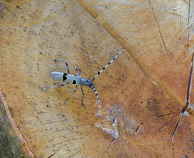 fúzač alpský Rosalia alpina