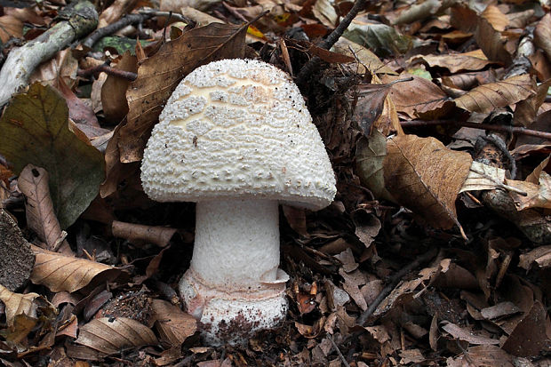 muchotrávka červenkastá Amanita rubescens Pers.