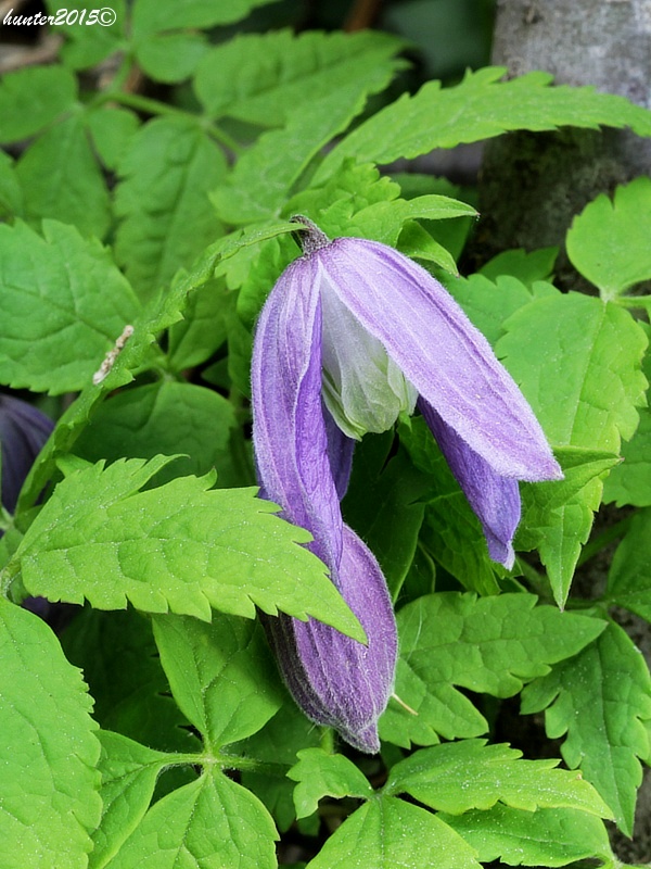 plamienok alpínsky Clematis alpina (L.) Mill.