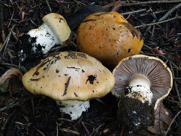 pavučinovec hnedastý Cortinarius argutus Fr.