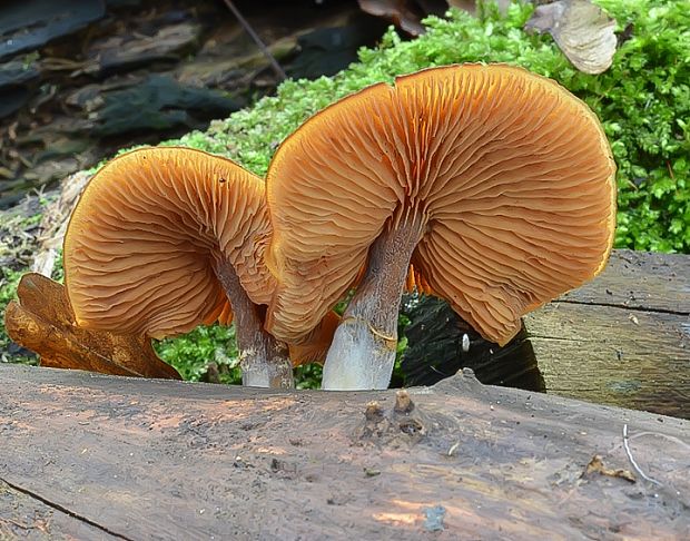 kapucňovka Galerina sp.