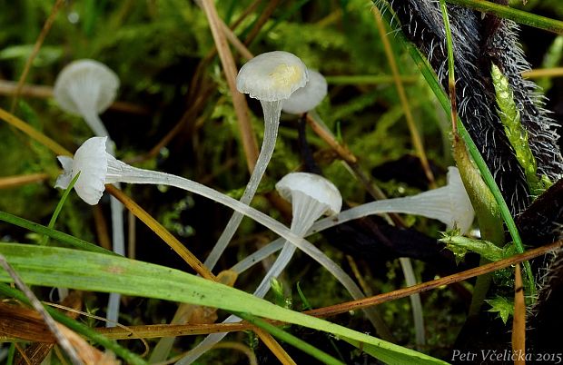 prilbovec kostihojový  Hemimycena candida (Bres.) Singer