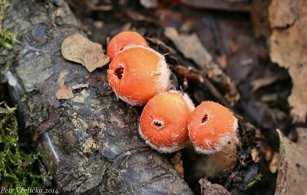 ohnivček zimný Microstoma protractum (Fr.) Kanouse