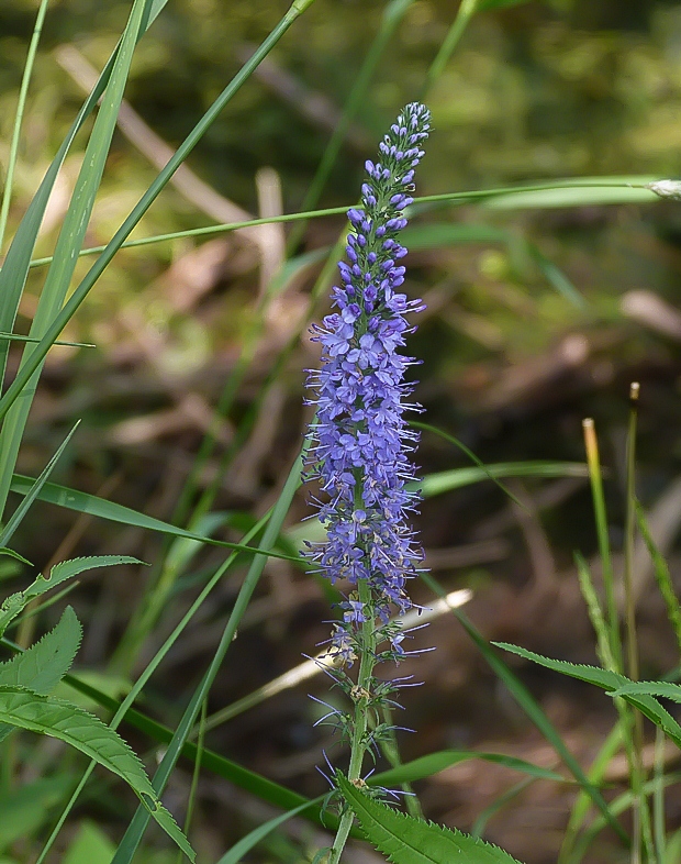 veronikovec dlholistý Pseudolysimachion longifolium (L.) Opiz