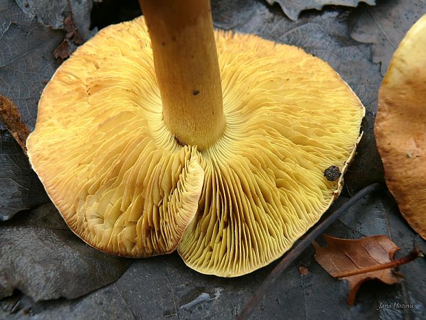 čírovka osiková Tricholoma frondosae Kalamees & Shchukin