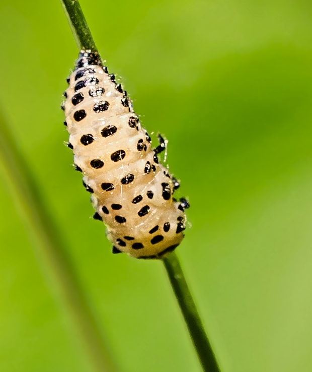 liskavka Chrysomela sp. larva