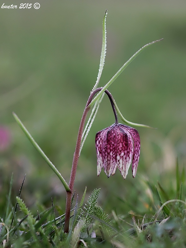 korunkovka strakatá Fritillaria meleagris L.