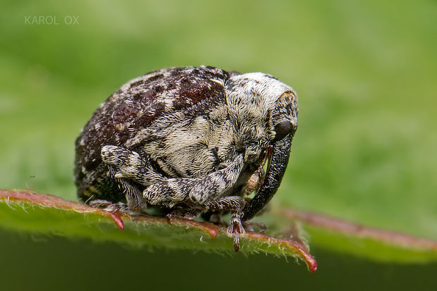 nosáčik Cionus scrophulariae