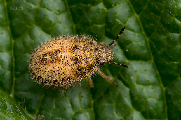 bzdocha obyčajná  Dolycoris baccarum nymfa