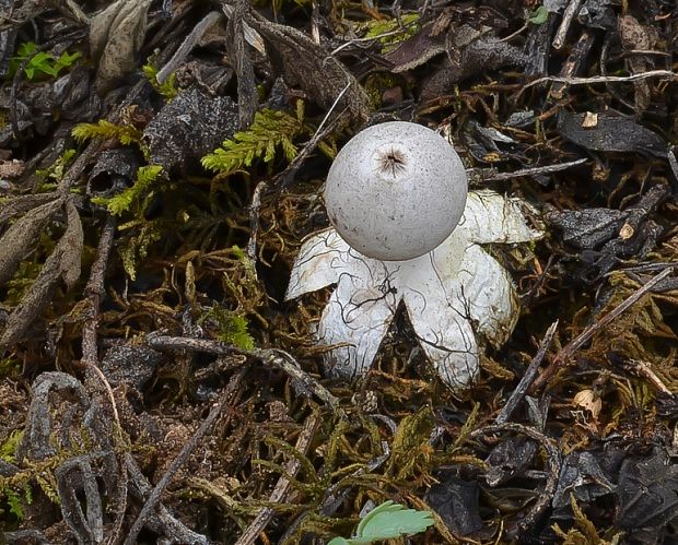 hviezdovka malá Geastrum minimum Schwein.