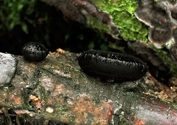 tmavorôsolovec mušľovitý Exidia truncata Fr.