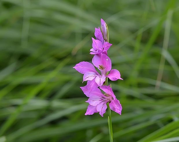 mečík škridlicovitý Gladiolus imbricatus L.