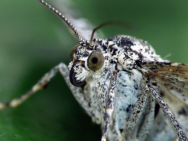 piadivka smútočná (sk) / píďalka povázková (cz) Epirrhoe tristata Linnaeus, 1758