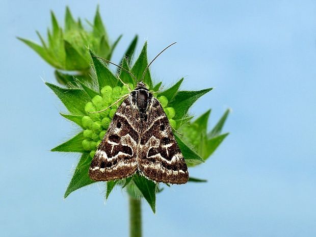 stužkavec lúčny (sk) / jetelovka menší (cz) Euclidia mi Clerck, 1759